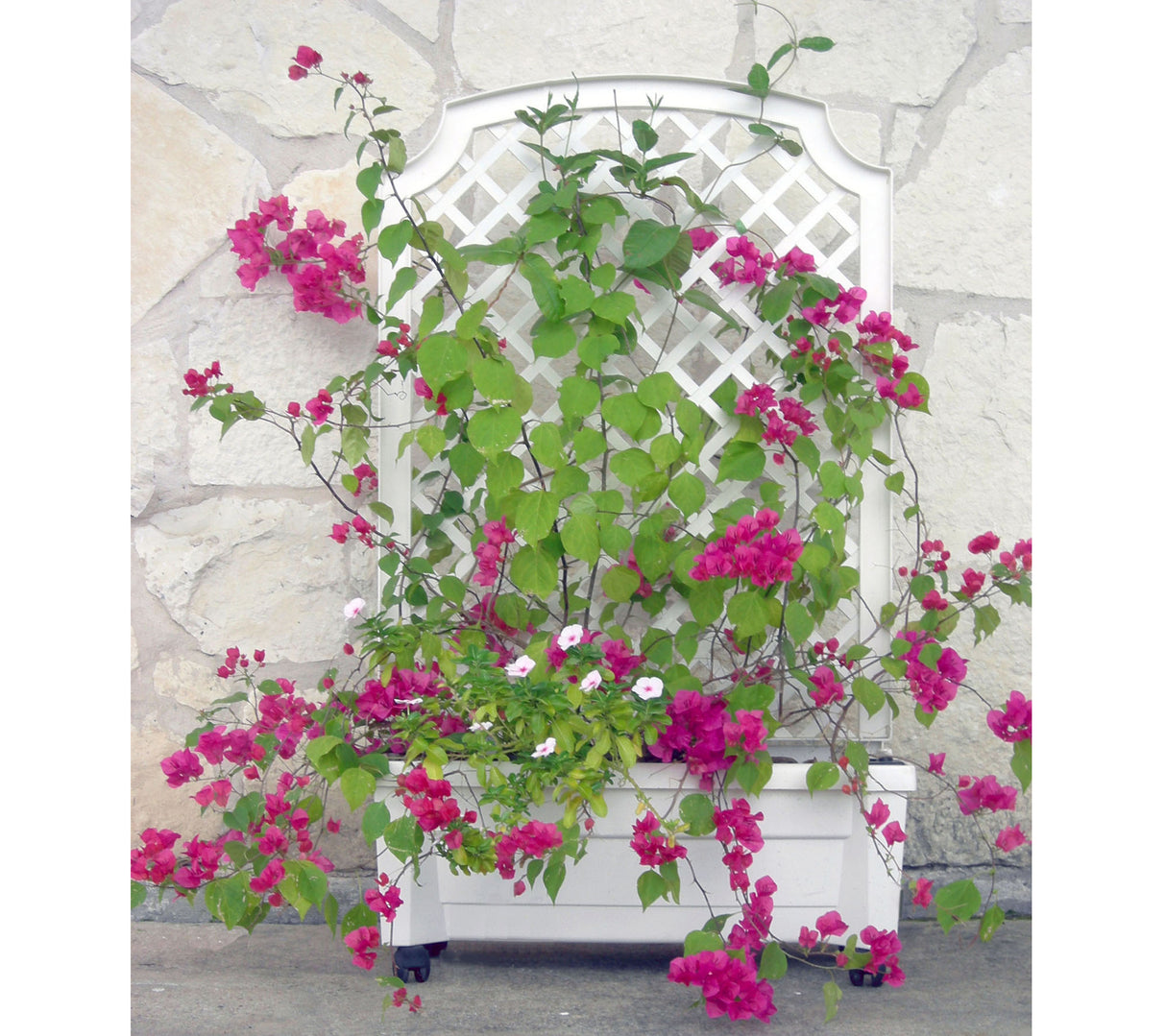 Calypso™ Planter with Trellis and Water Reservoir