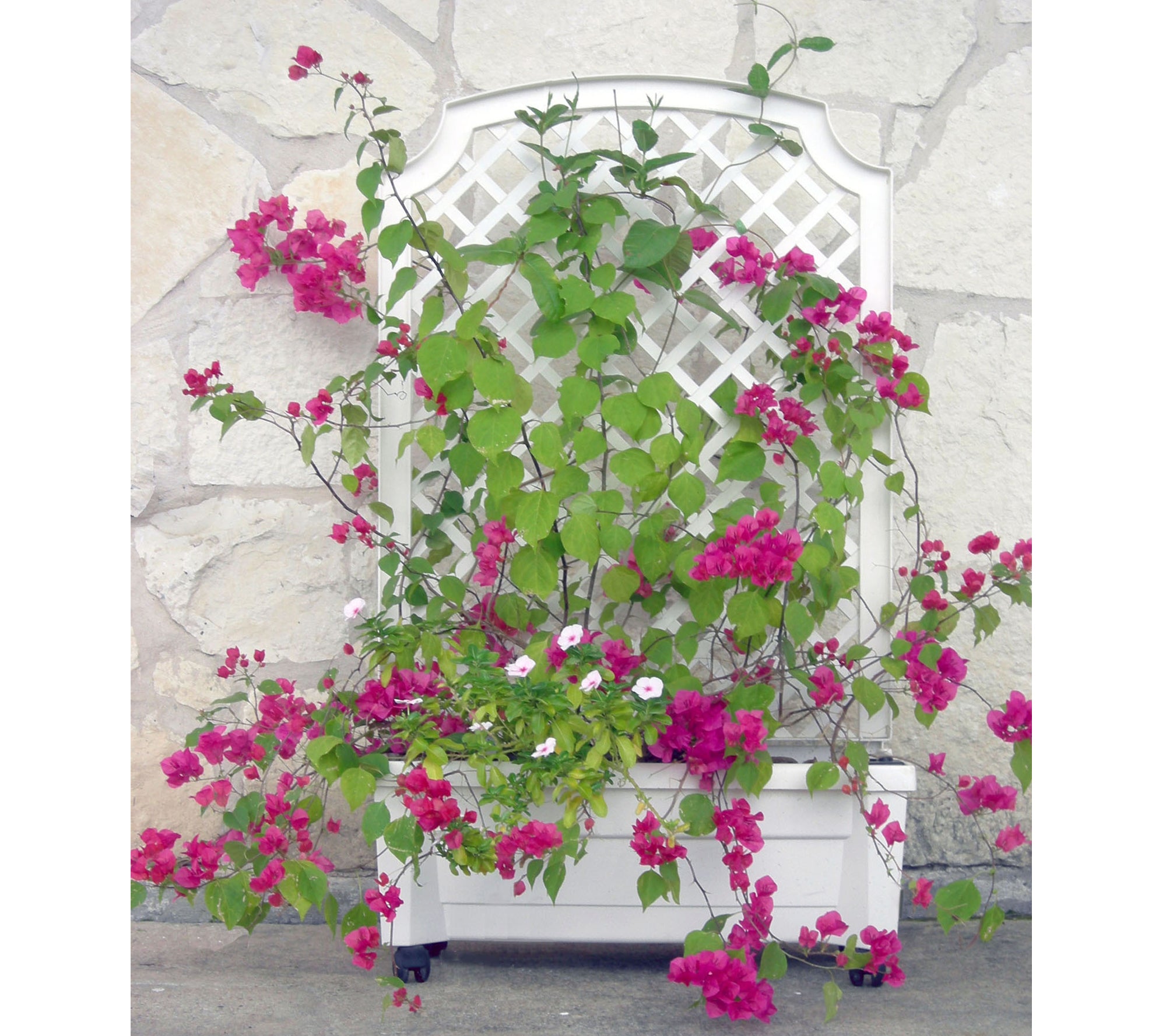 Calypso Planter with Trellis and Water Reservoir - Thumbnail 5